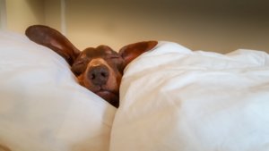 Slep is almost as important to your grades as study skills.