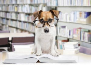 dog wearing glasses reading books at the library