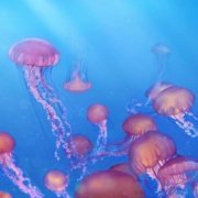 a school of jellyfish in search of tutoring