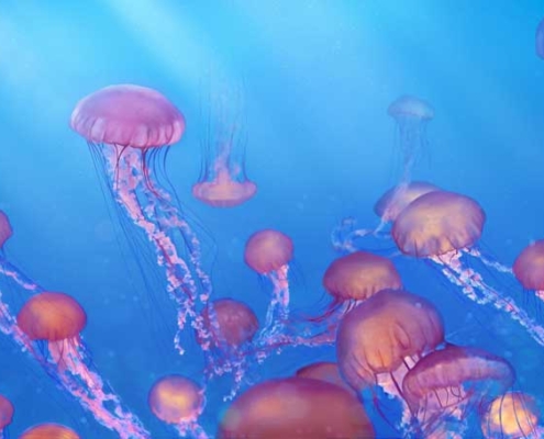 a school of jellyfish in search of tutoring