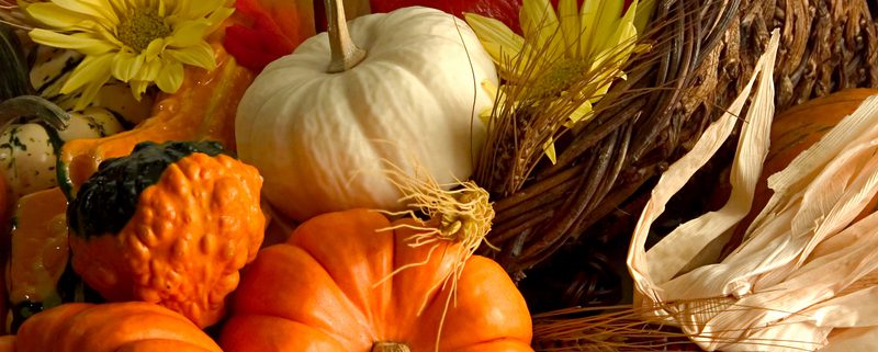 thanksgiving pumpkins and flowers