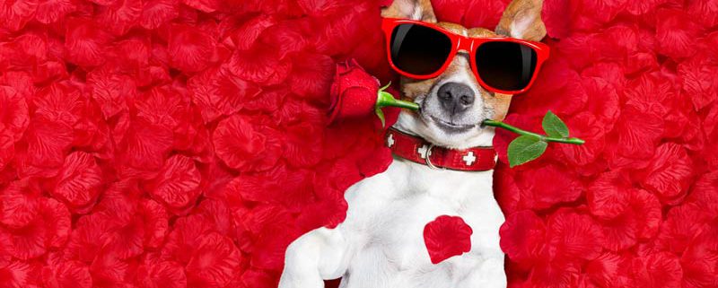 dog wearing sunglasses lying in red flowers